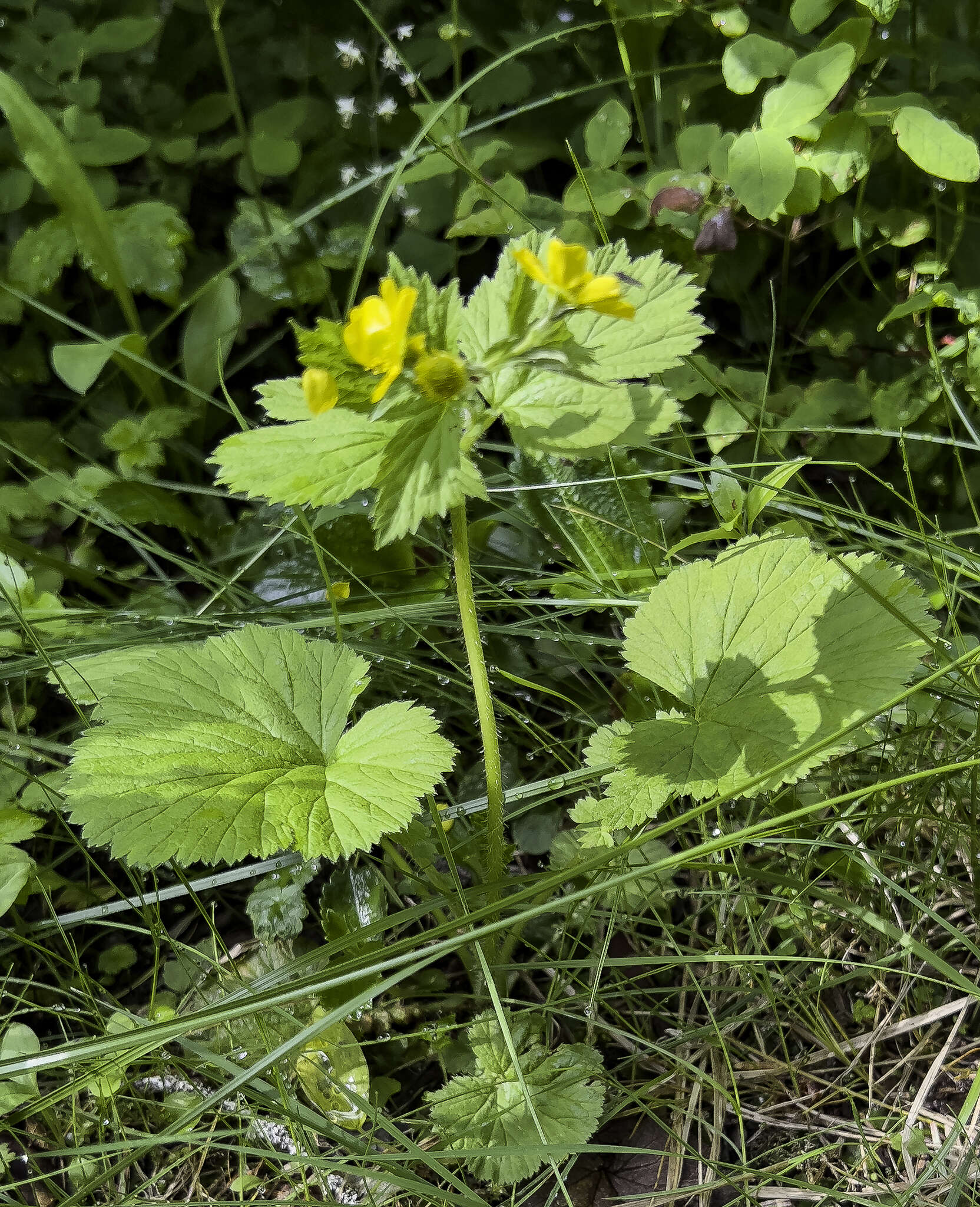 Imagem de Geum macrophyllum var. perincisum (Rydb.) Raup