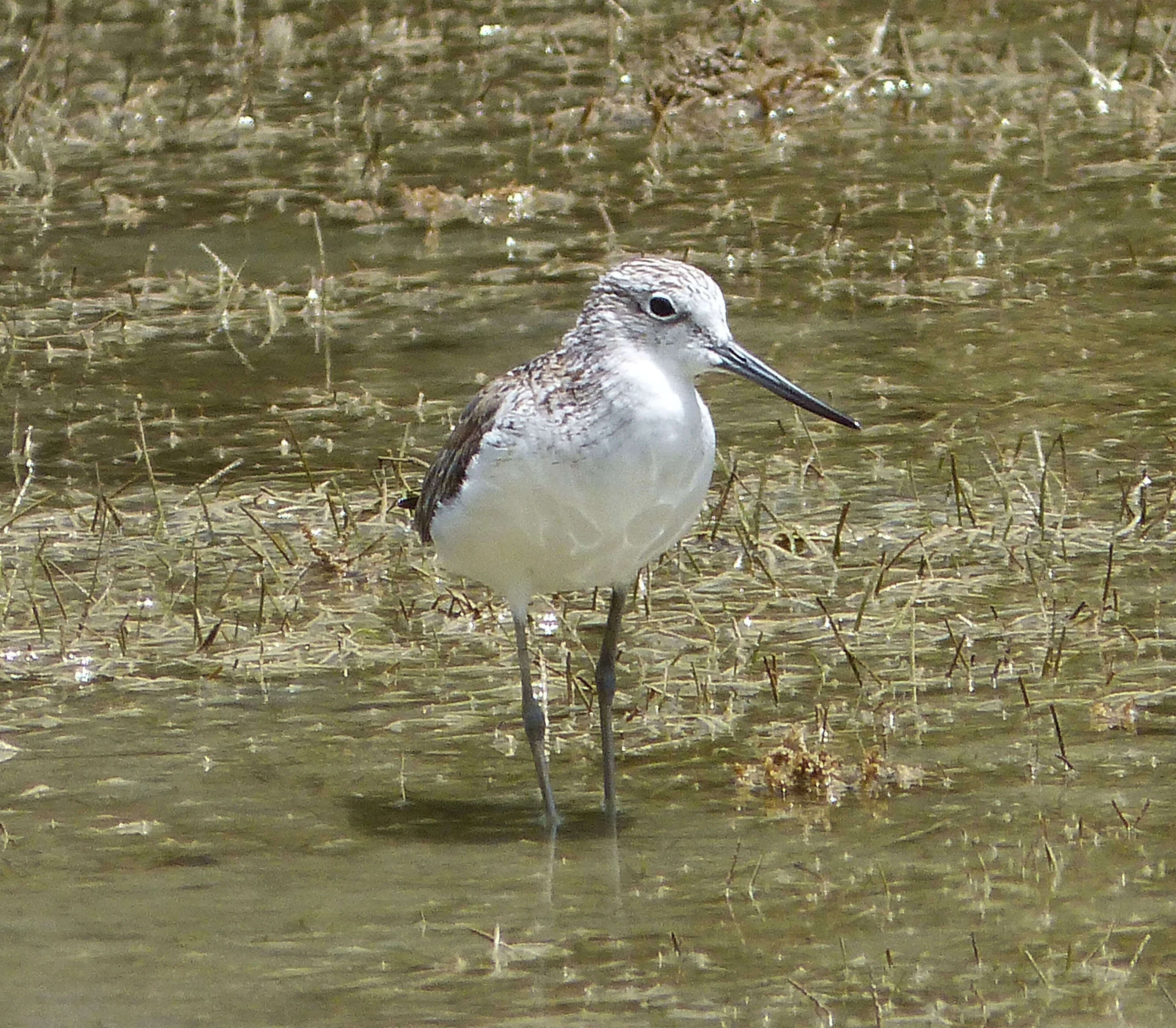 Image of Common Greenshank