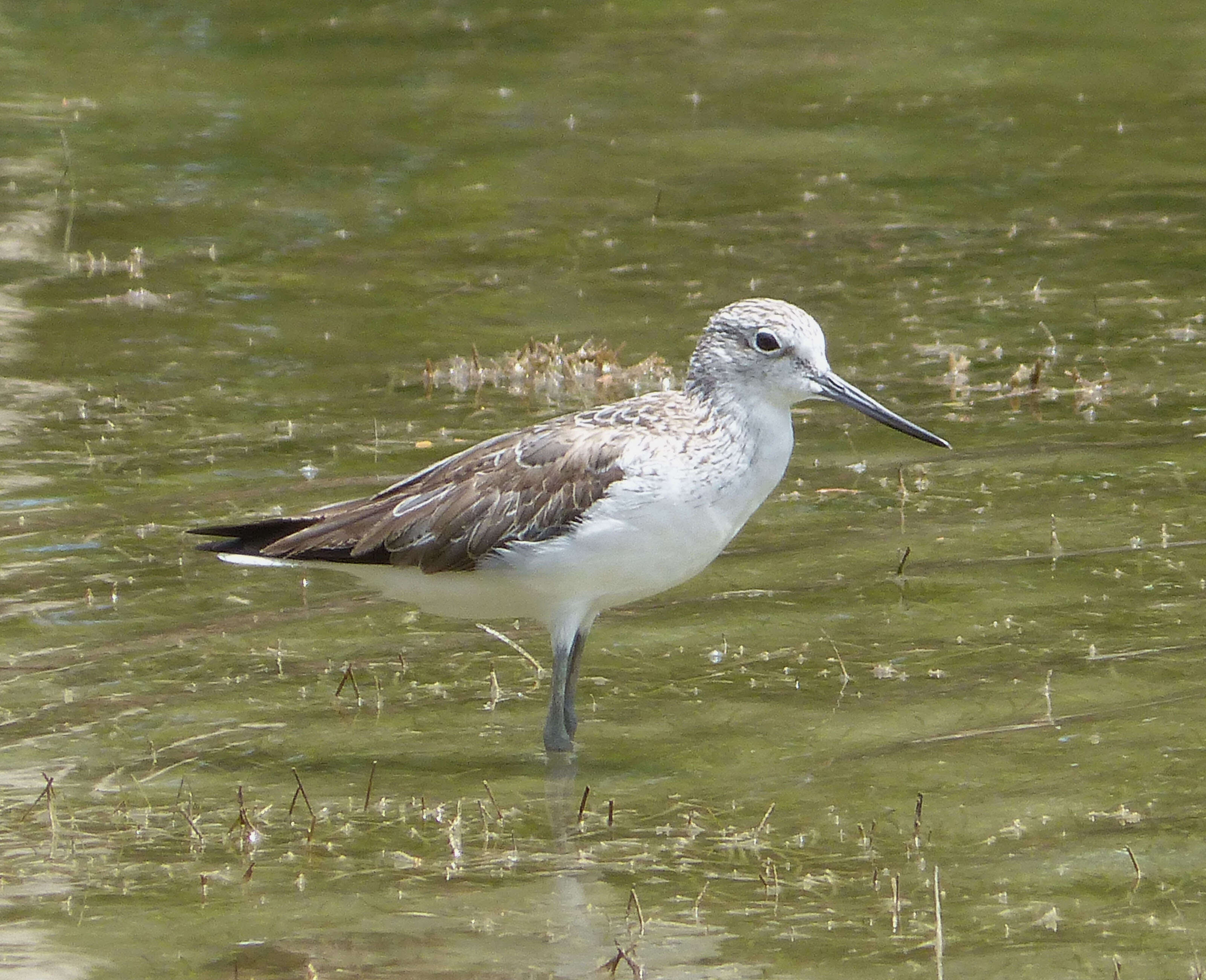 Image of Common Greenshank