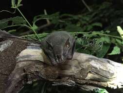 Image of pygmy fruit-eating bat