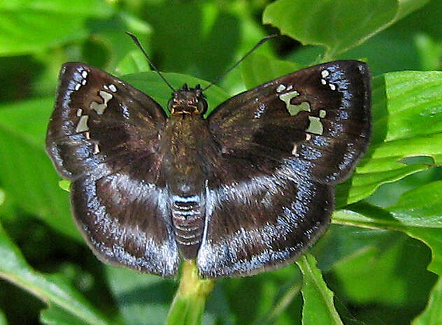 Image of Quadrus cerialis