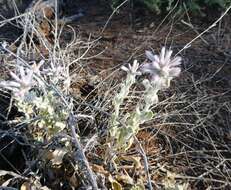 Ptilotus sessilifolius (Lindley) G. Benl的圖片