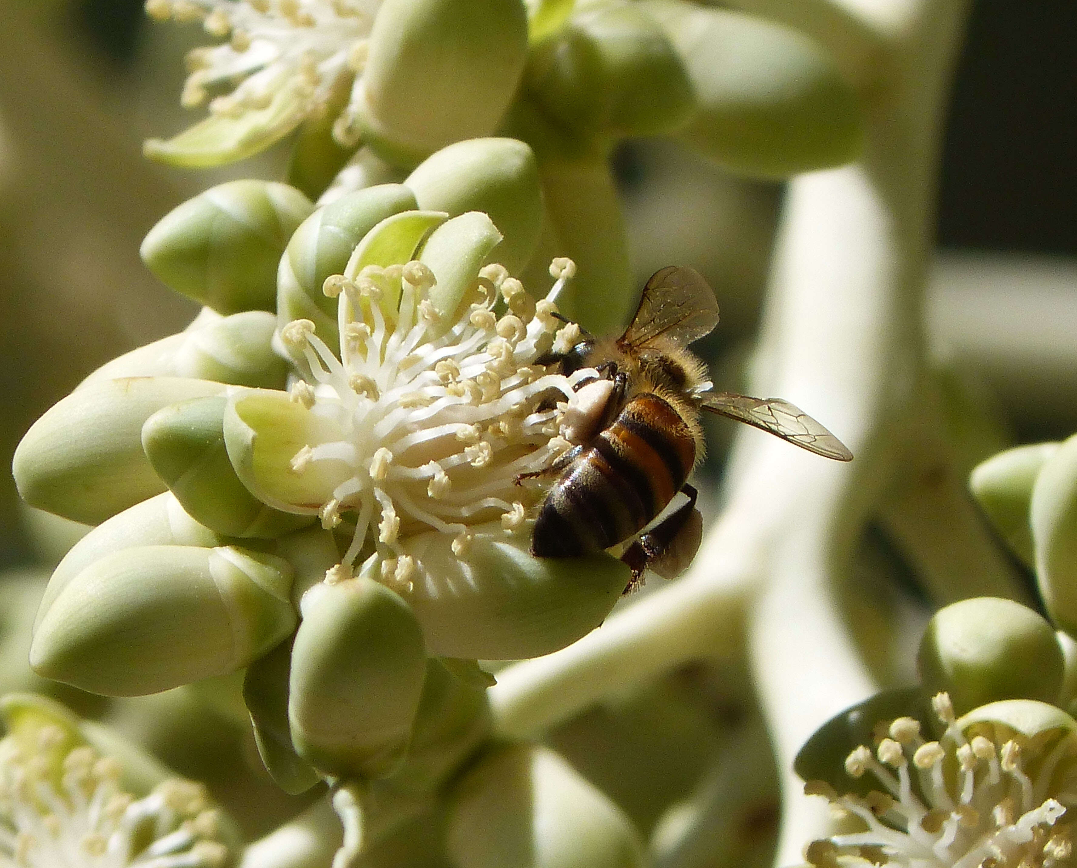 Слика од Apis mellifera scutellata