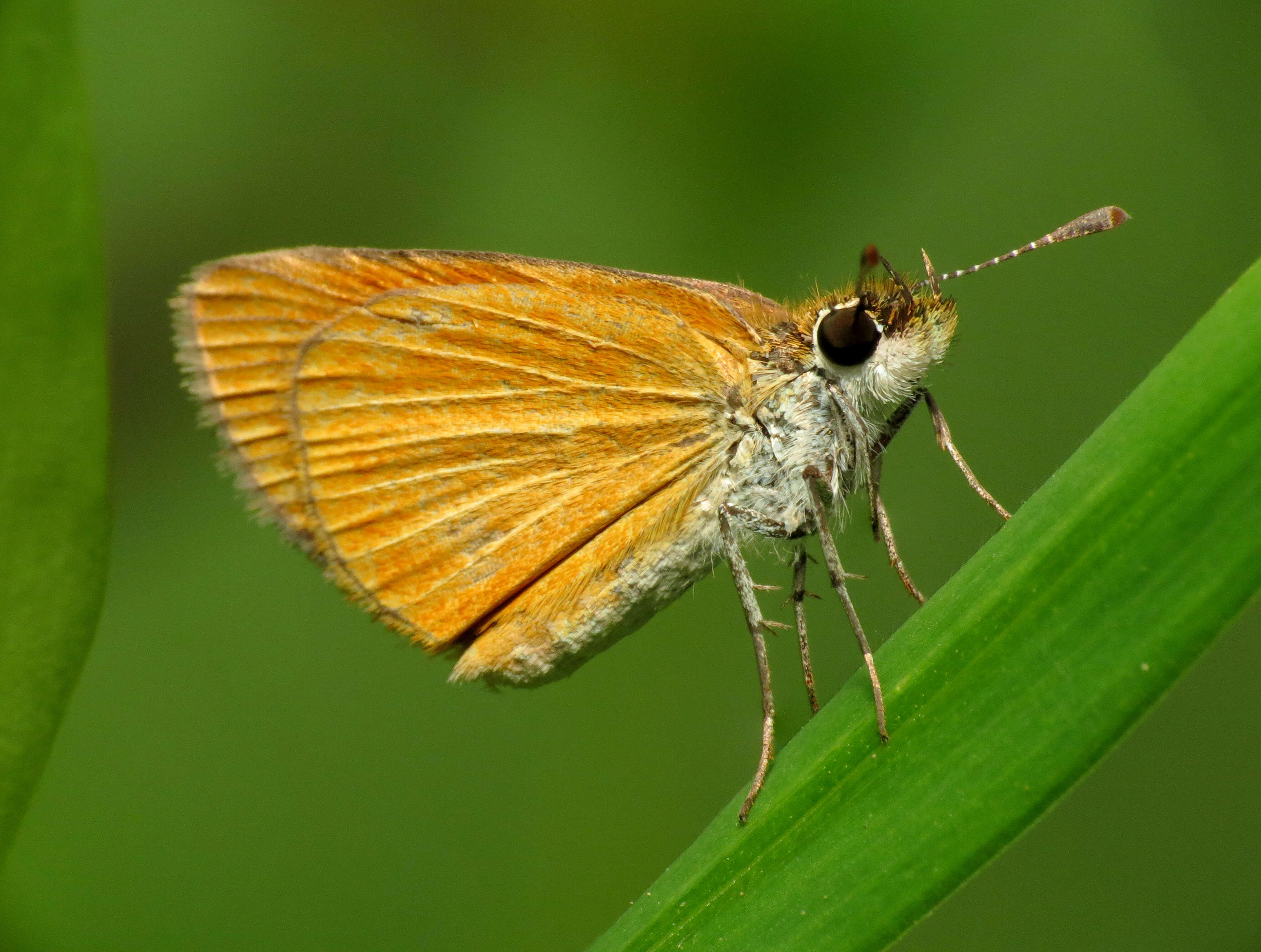 Imagem de Ancyloxypha numitor Fabricius 1793