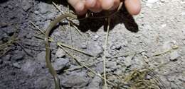 Image of Yaqui Blackhead Snake