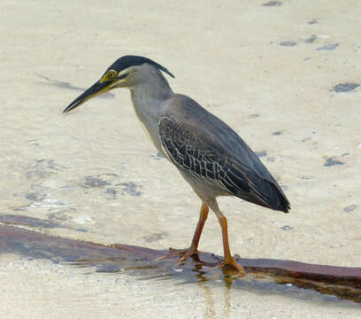 Image of Green-backed Heron