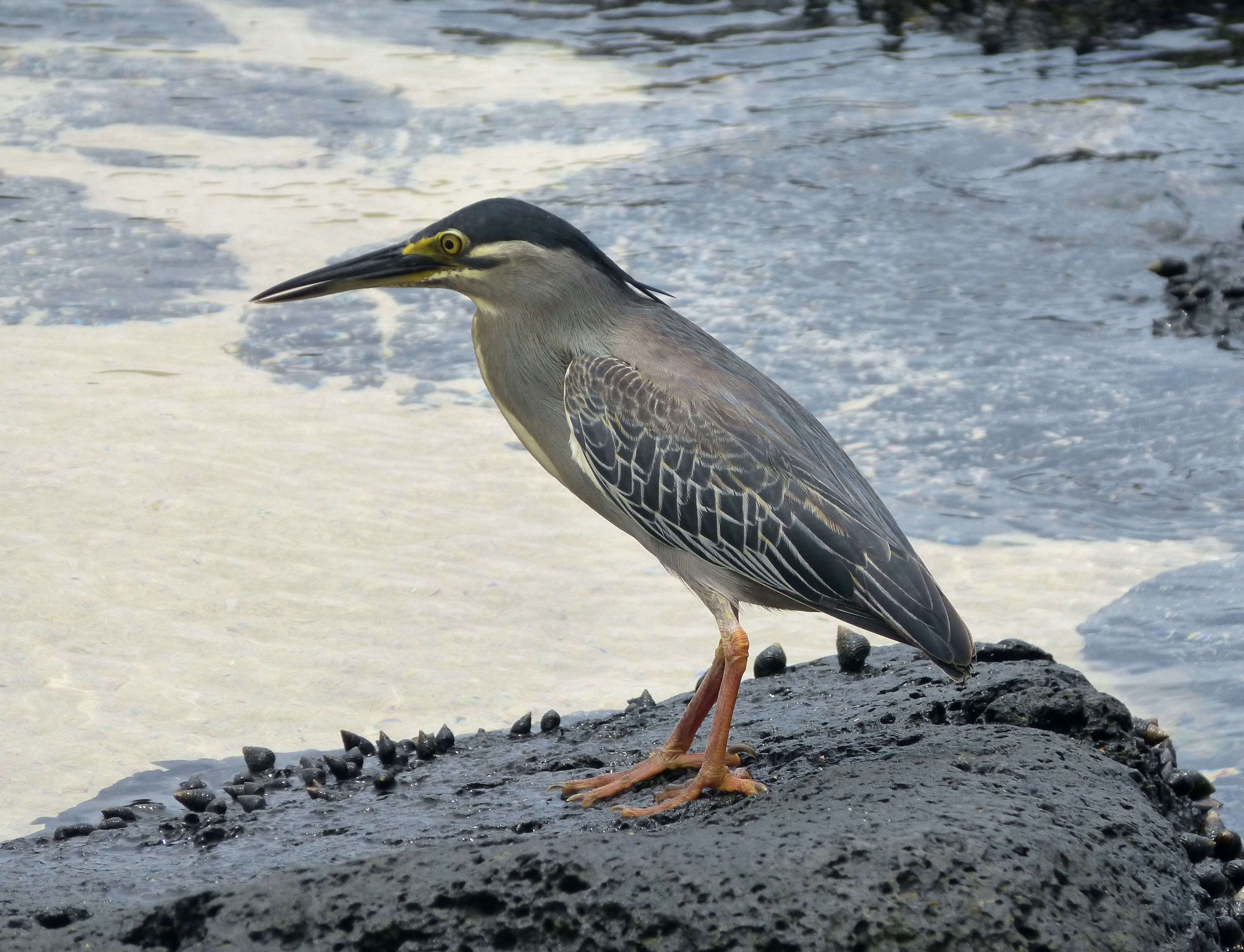 Image of Green-backed Heron