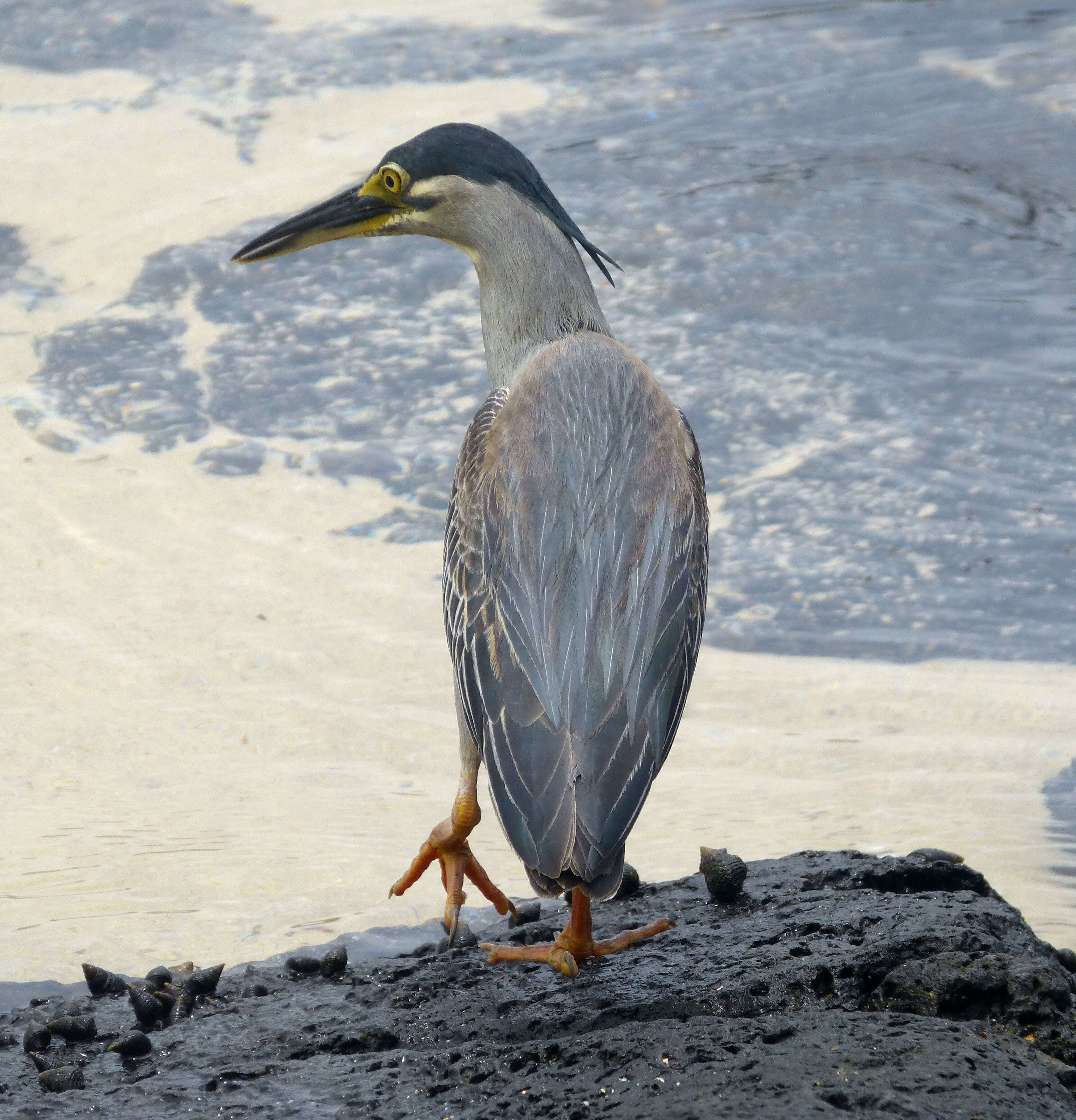 Image of Green-backed Heron