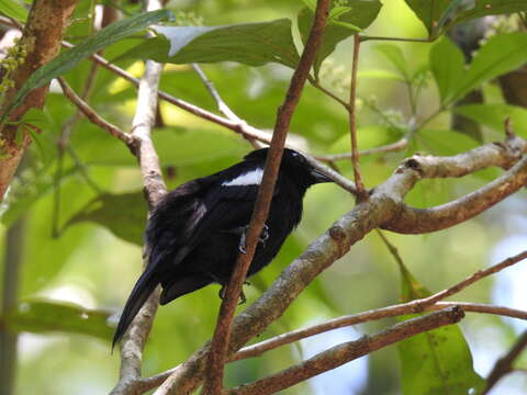 Image of White-shouldered Tanager