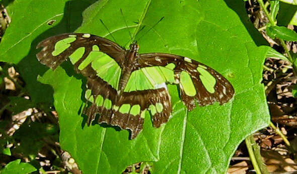 Image de Siproeta stelenes