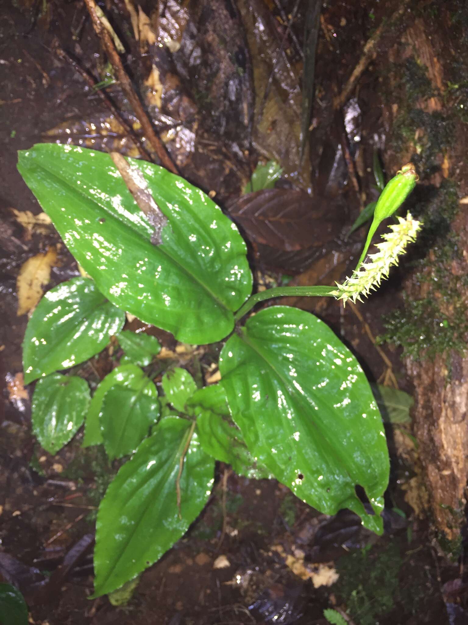 Image of Malaxis lepanthiflora (Schltr.) Ames