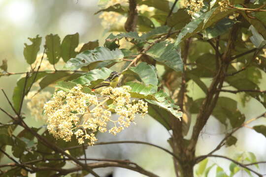 Image of Red-rumped Tinkerbird