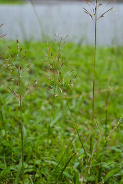 Image of golden false beardgrass