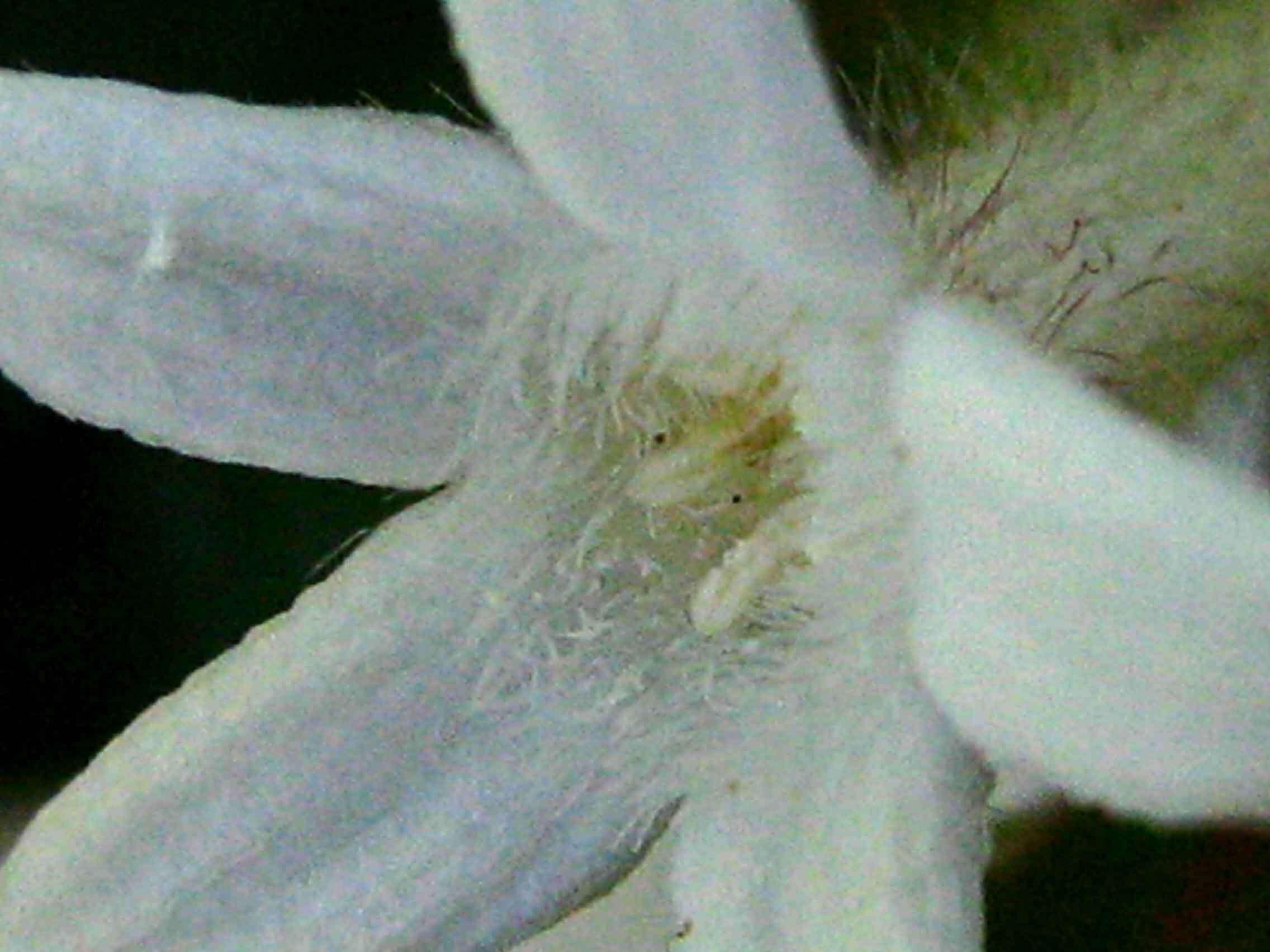 Image of largeflower woodvine