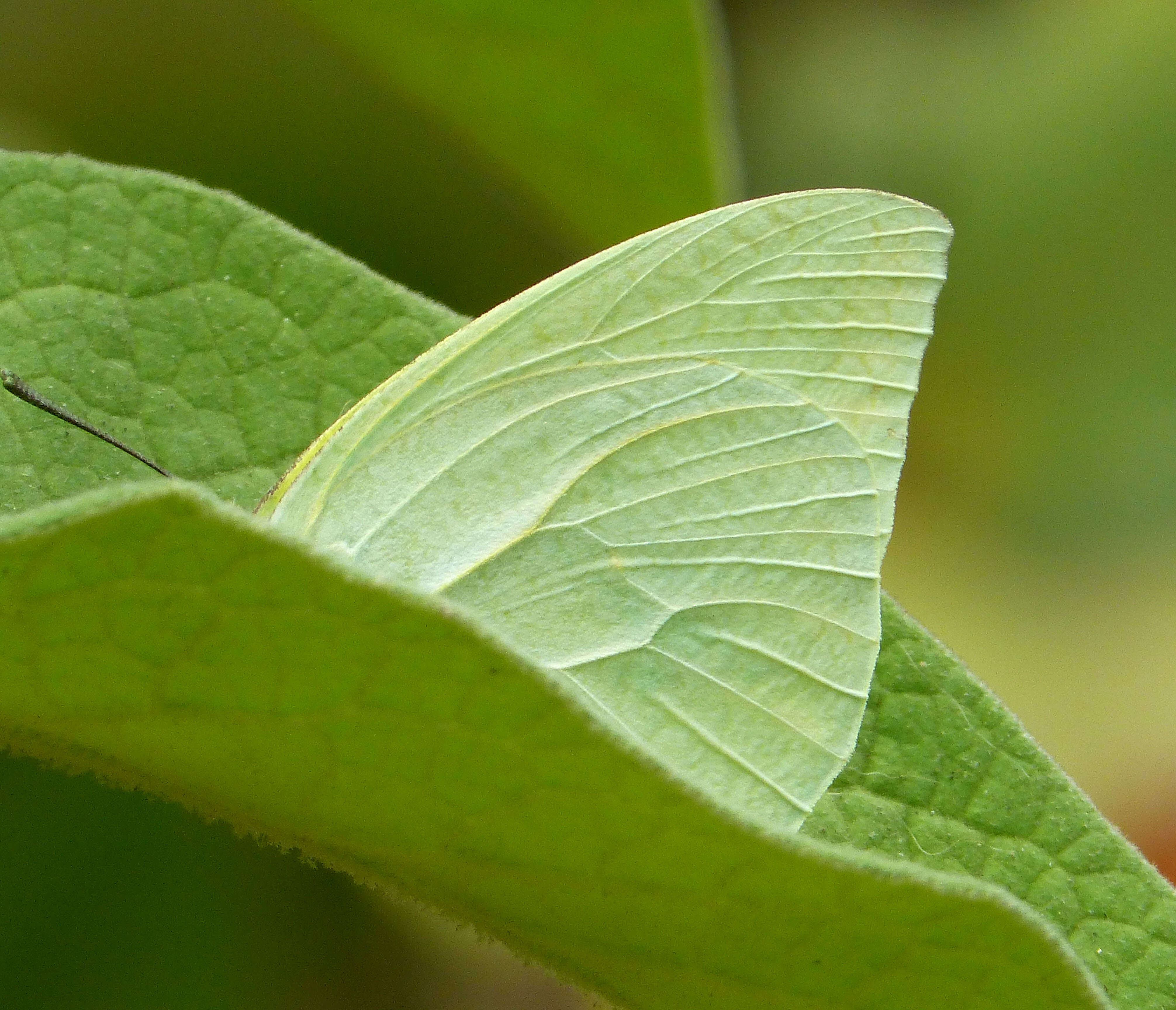 Image of African Emigrant