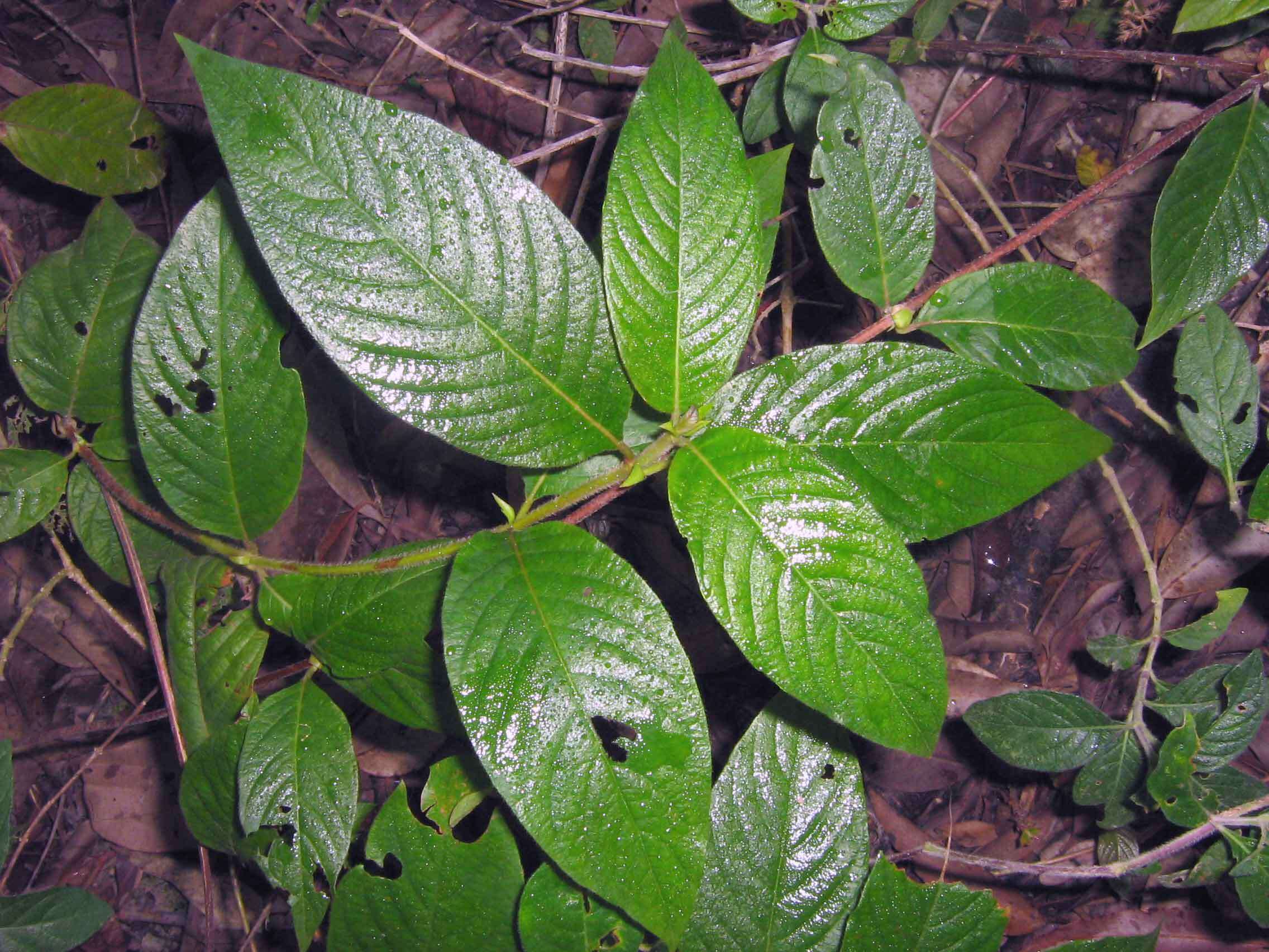 Image of largeflower woodvine