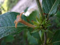 Image of largeflower woodvine