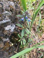 Sivun Collinsia grandiflora Dougl. ex Lindl. kuva