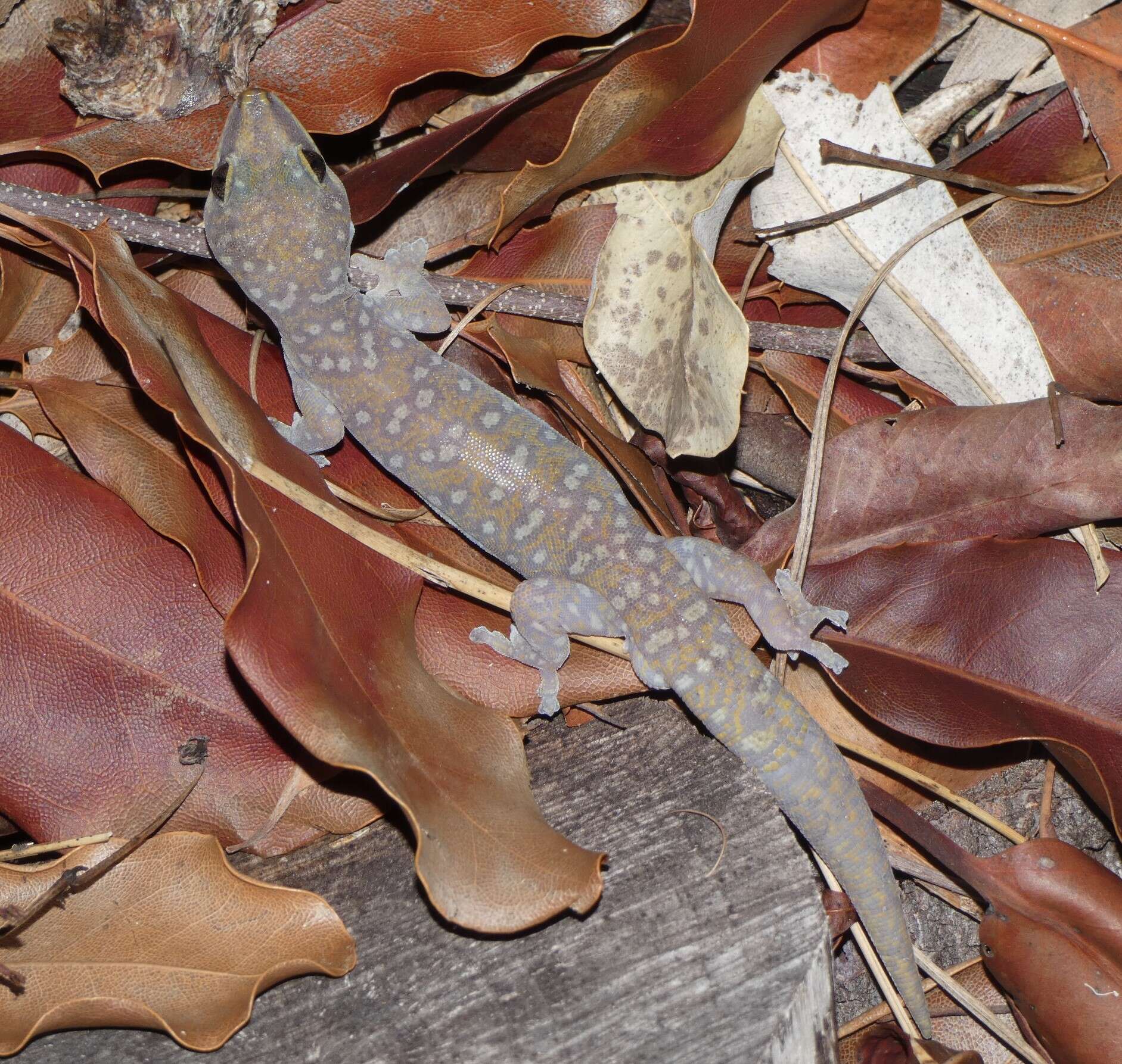 Image of Southern Spotted Velvet Gecko