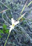 Gladiolus involutus D. Delaroche resmi