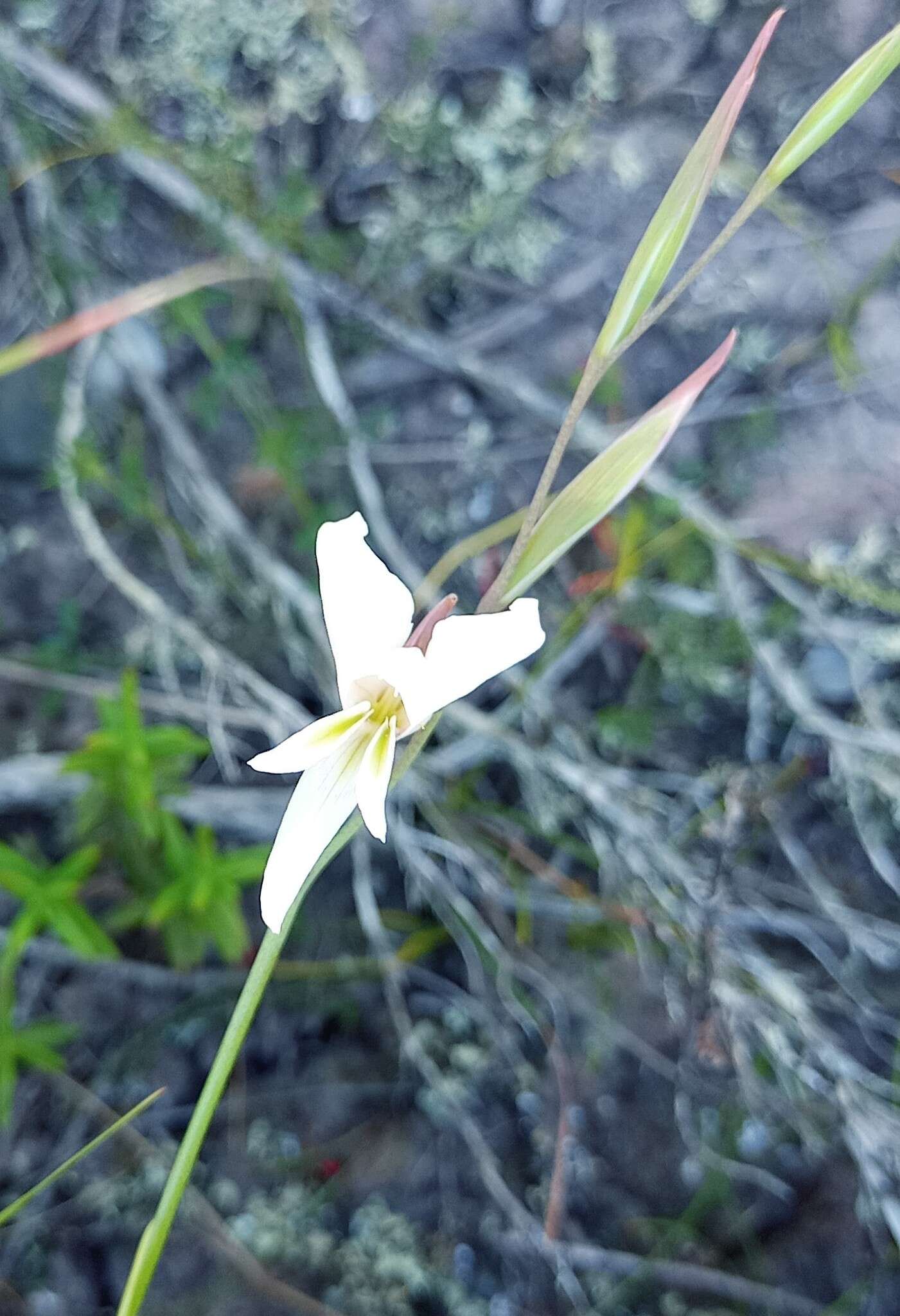 Image of Gladiolus involutus D. Delaroche