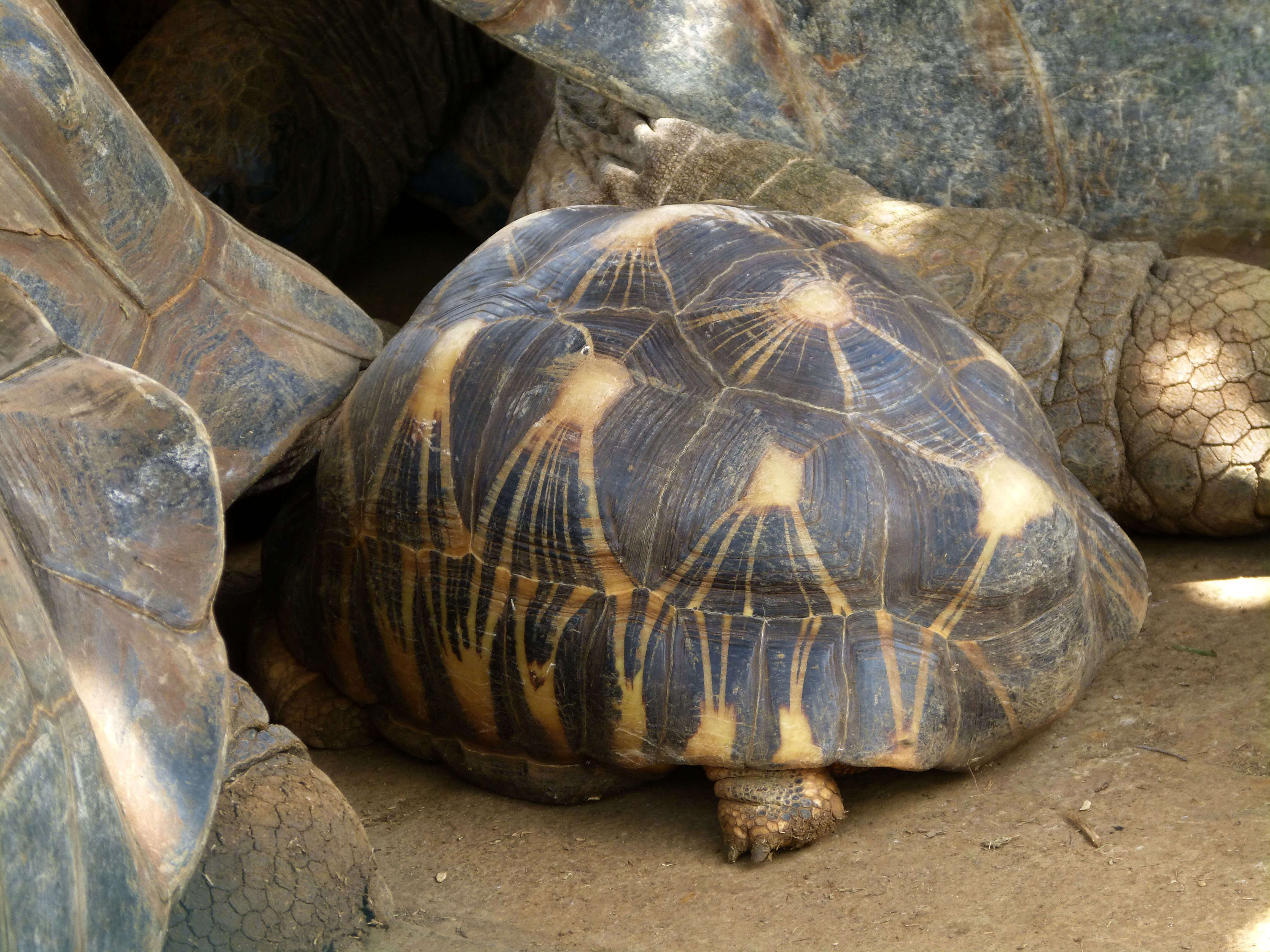 Image of Radiated Tortoise