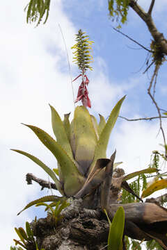 Image de Aechmea setigera Mart. ex Schult. & Schult. fil.