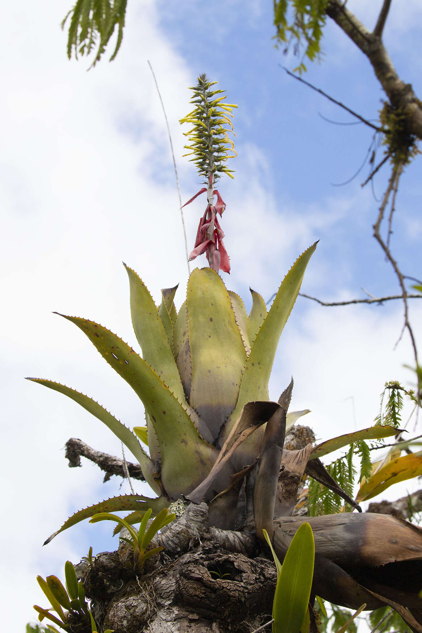 Image of Aechmea setigera Mart. ex Schult. & Schult. fil.