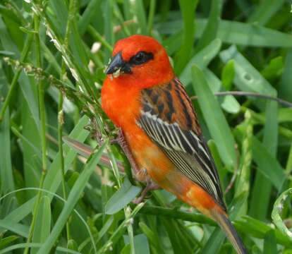 Image of Madagascar Red Fody