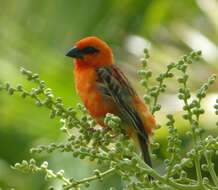 Image of Madagascar Red Fody