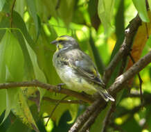 Image of Yellow-fronted Canary