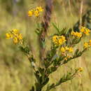 Chamaecrista conferta (Benth.) H. S. Irwin & Barneby的圖片