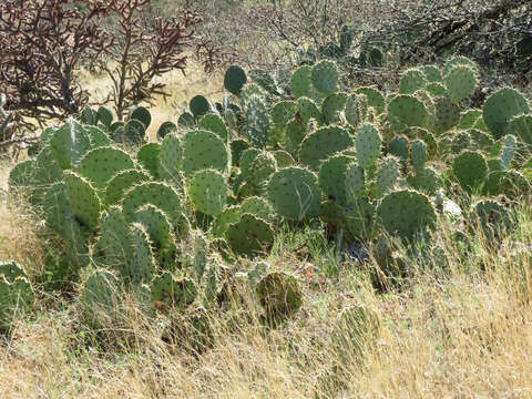 Image of Eastern Prickly Pear