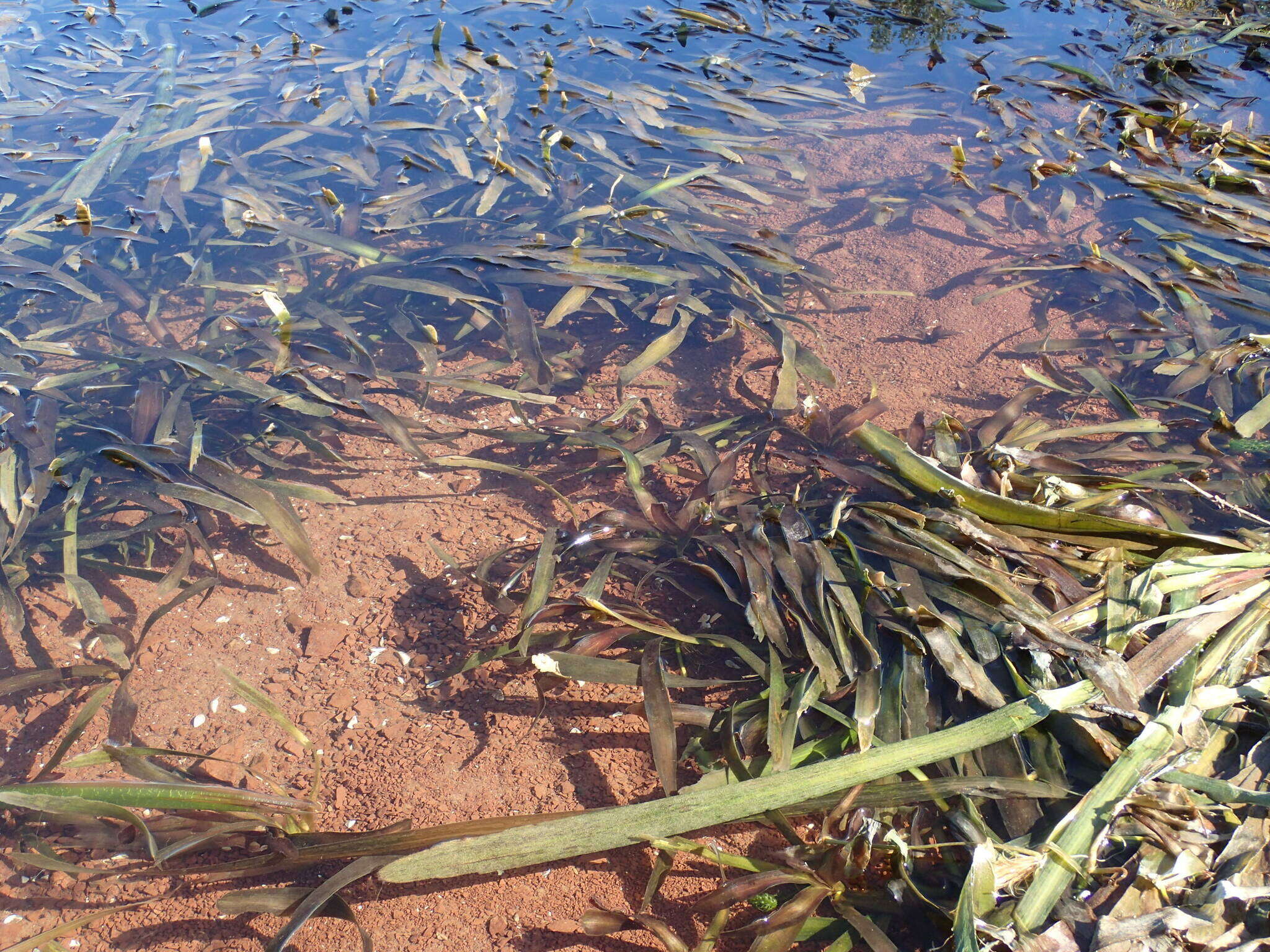 Image of Vallisneria australis S. W. L. Jacobs & Les