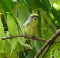 Image of Yellow-fronted Canary