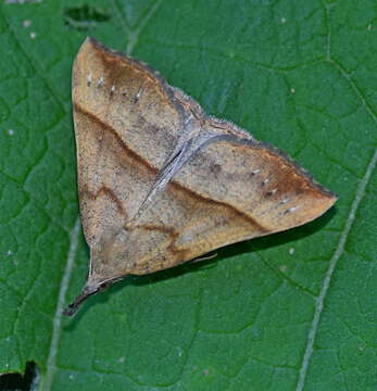 Imagem de Hypena proboscidalis Linnaeus