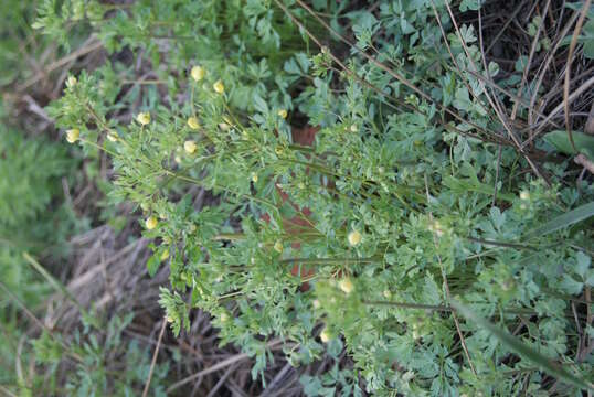 Image of Leptopyrum fumarioides (L.) Rchb.