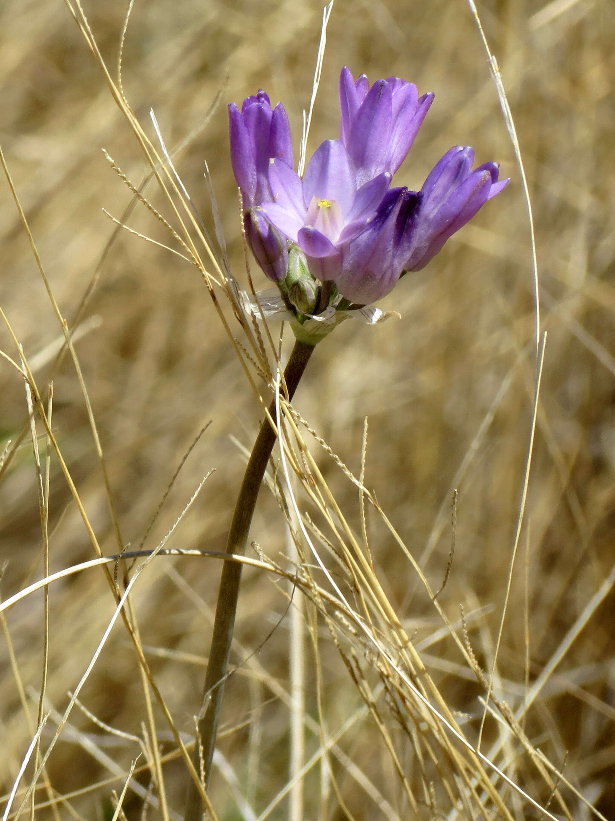 صورة Dichelostemma capitatum (Benth.) Alph. Wood