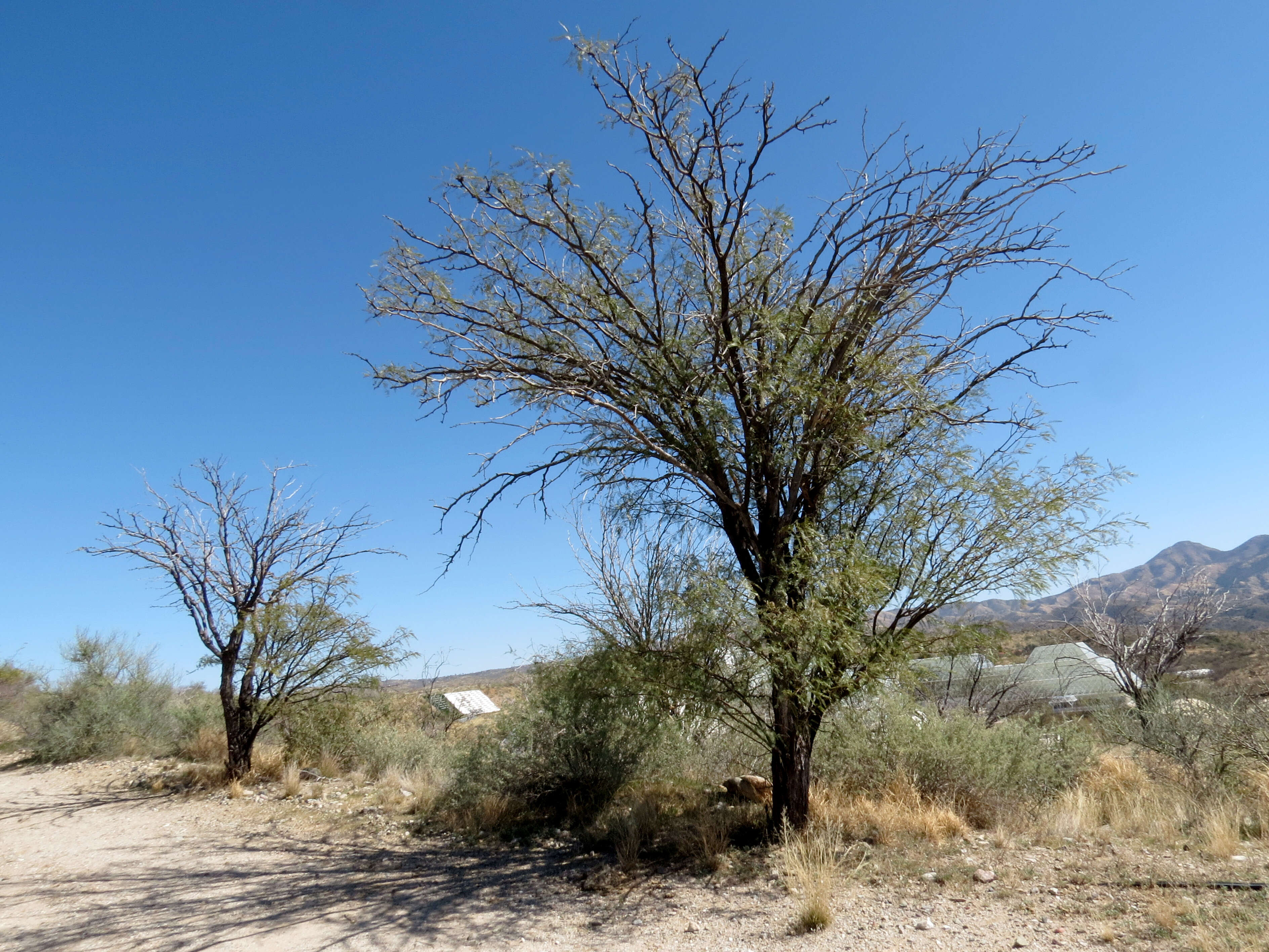 Image of honey mesquite