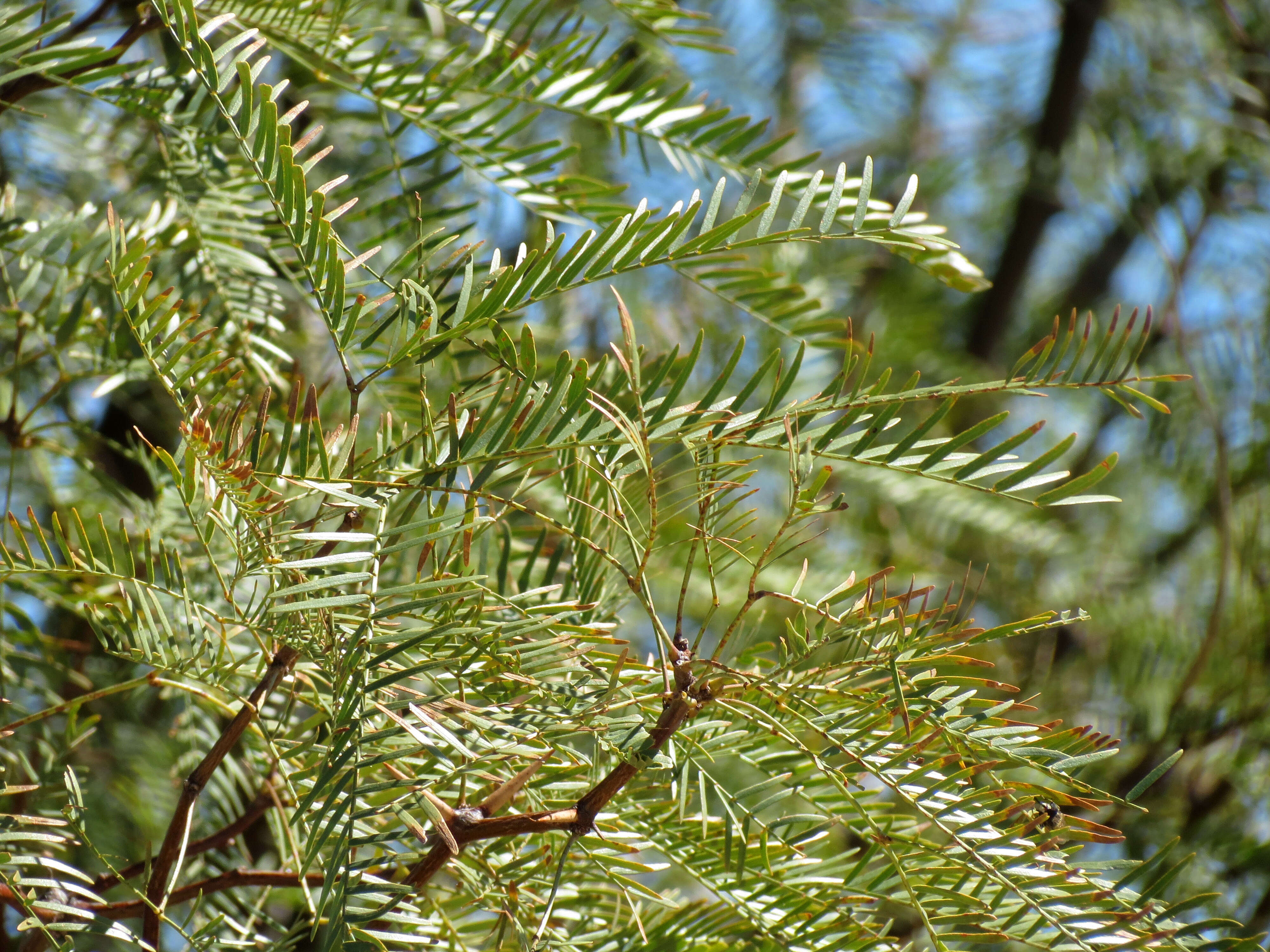 Image of honey mesquite