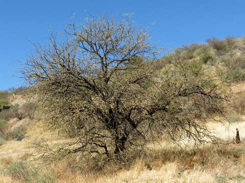 Image of mesquite