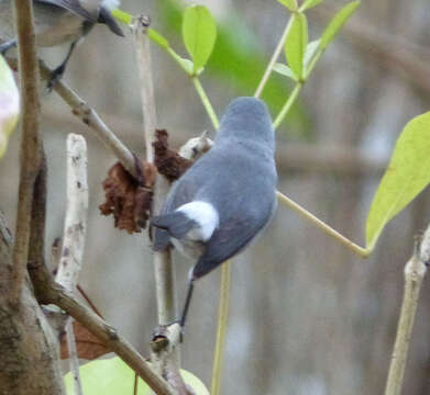 Image of Mauritius Grey White-eye