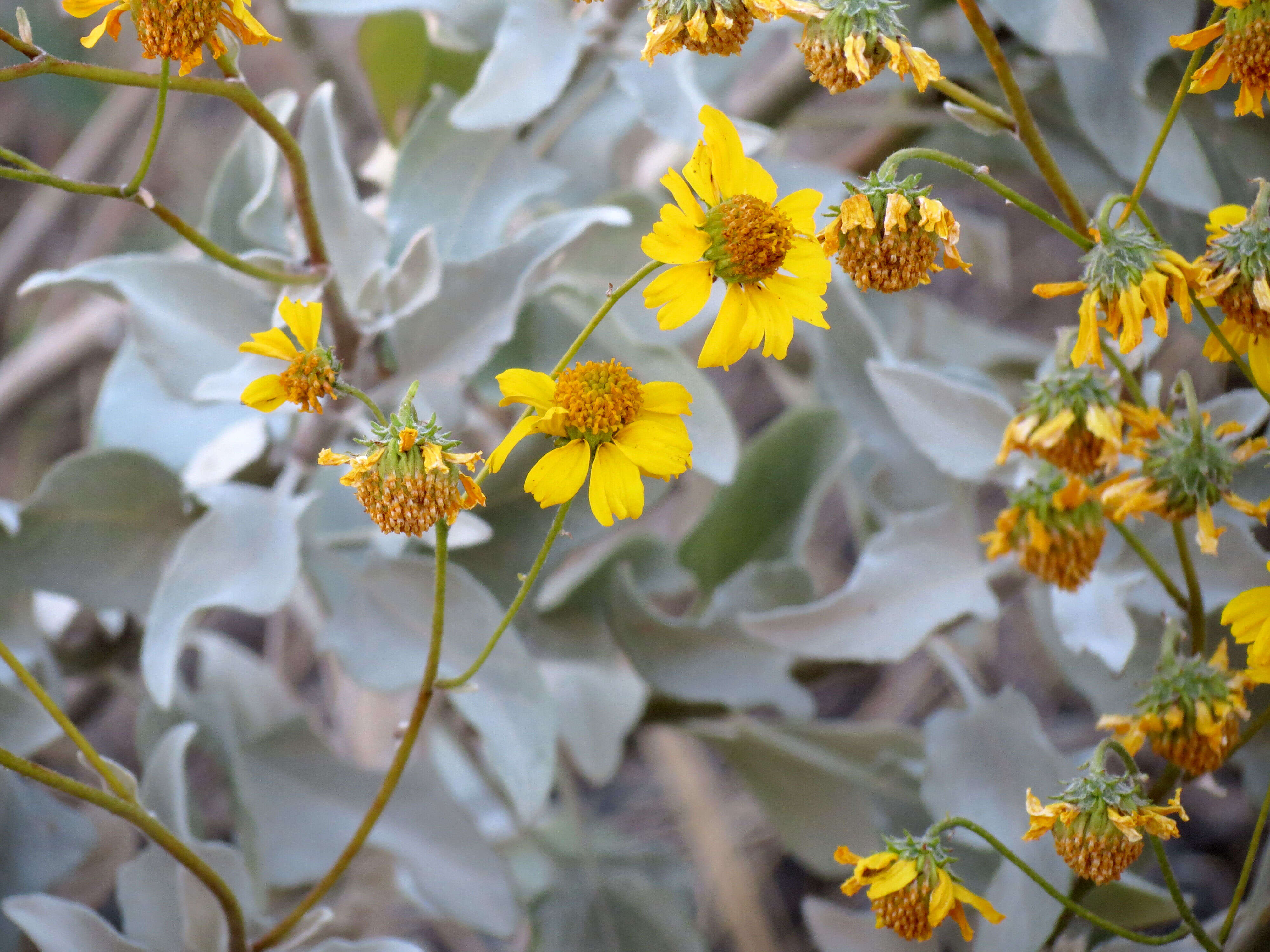 Sivun Encelia farinosa A. Gray ex Torr. kuva