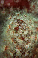 Imagem de Alcyonium bocagei (Saville Kent 1870)