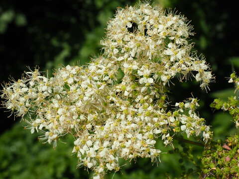 Plancia ëd Filipendula ulmaria (L.) Maxim.