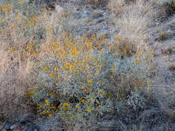 Sivun Encelia farinosa A. Gray ex Torr. kuva