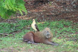 Image of Lesser Capybara