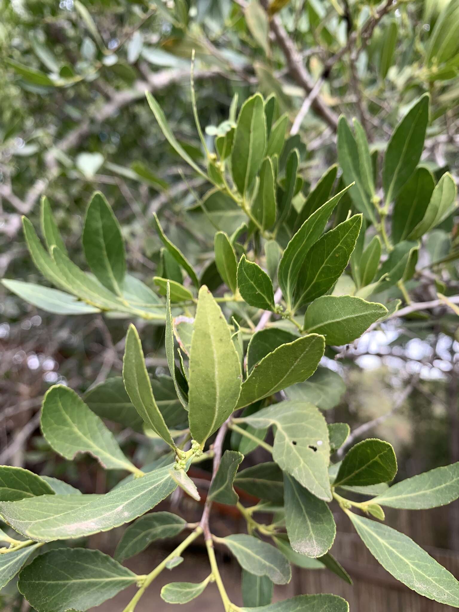 Sivun Mystroxylon aethiopicum subsp. schlechteri (Loes.) R. H. Archer kuva