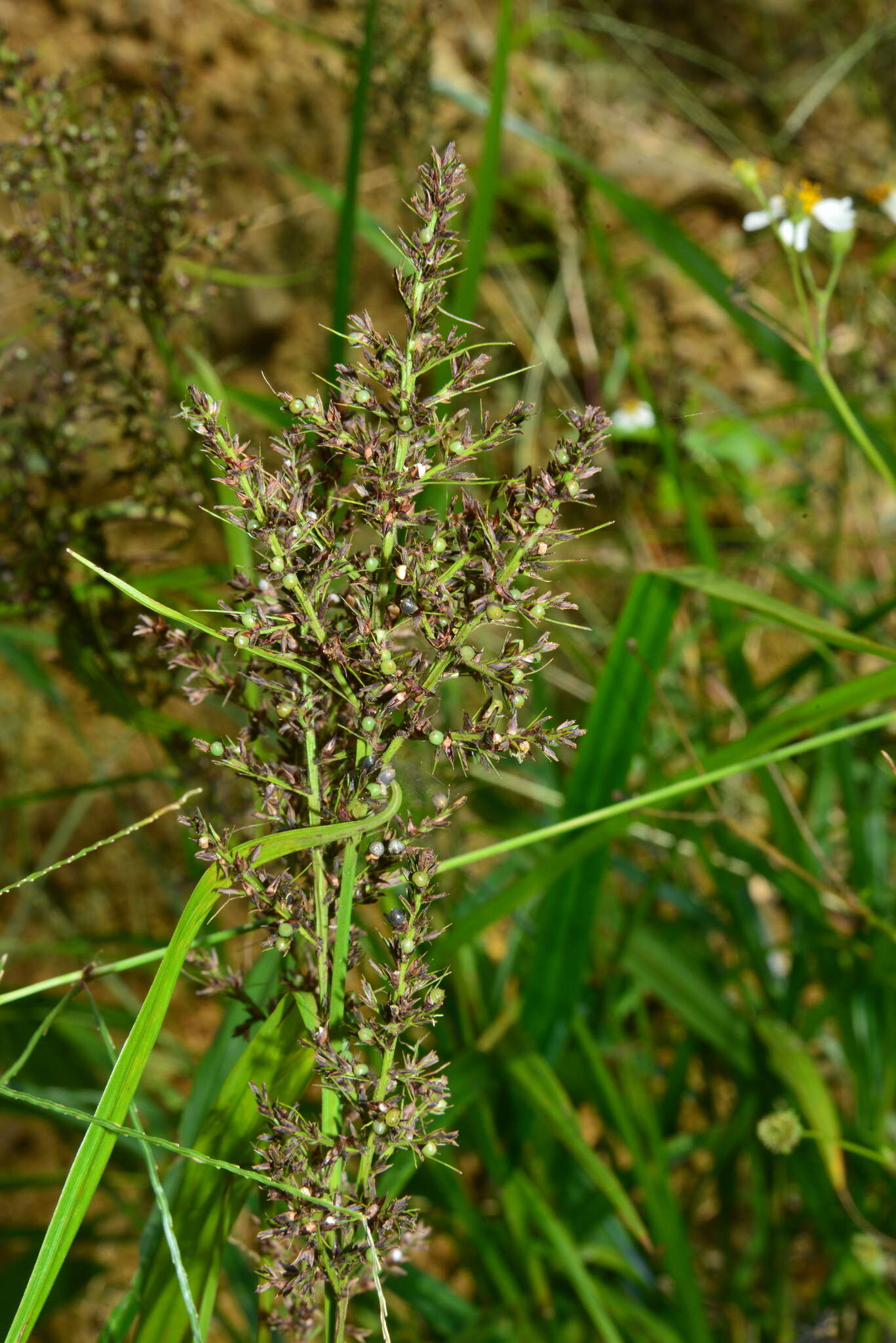 Image of Scleria terrestris (L.) Fassett