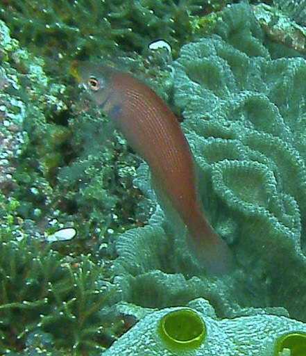 Image of Disappearing wrasse